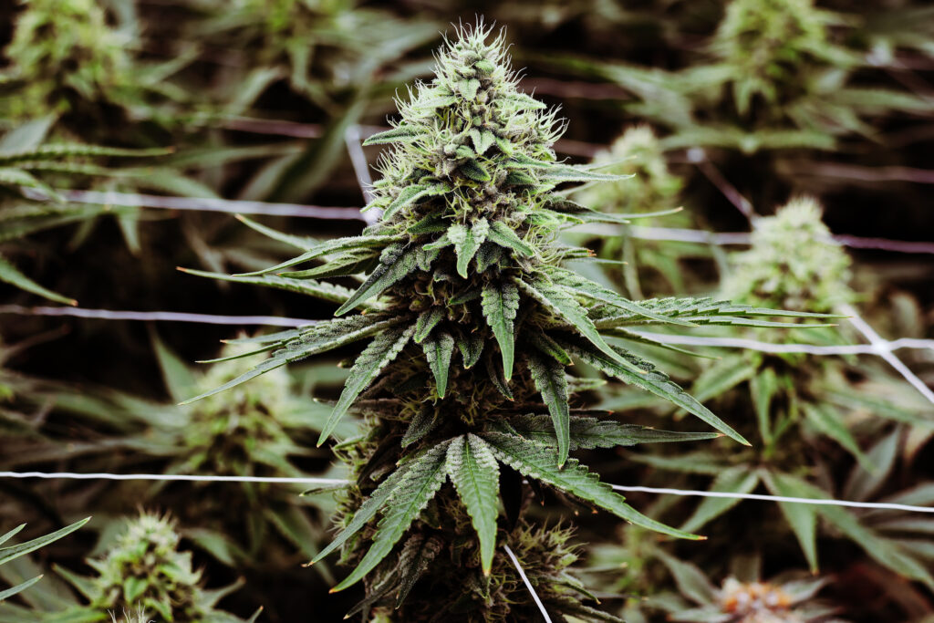 Cherry AK-47
